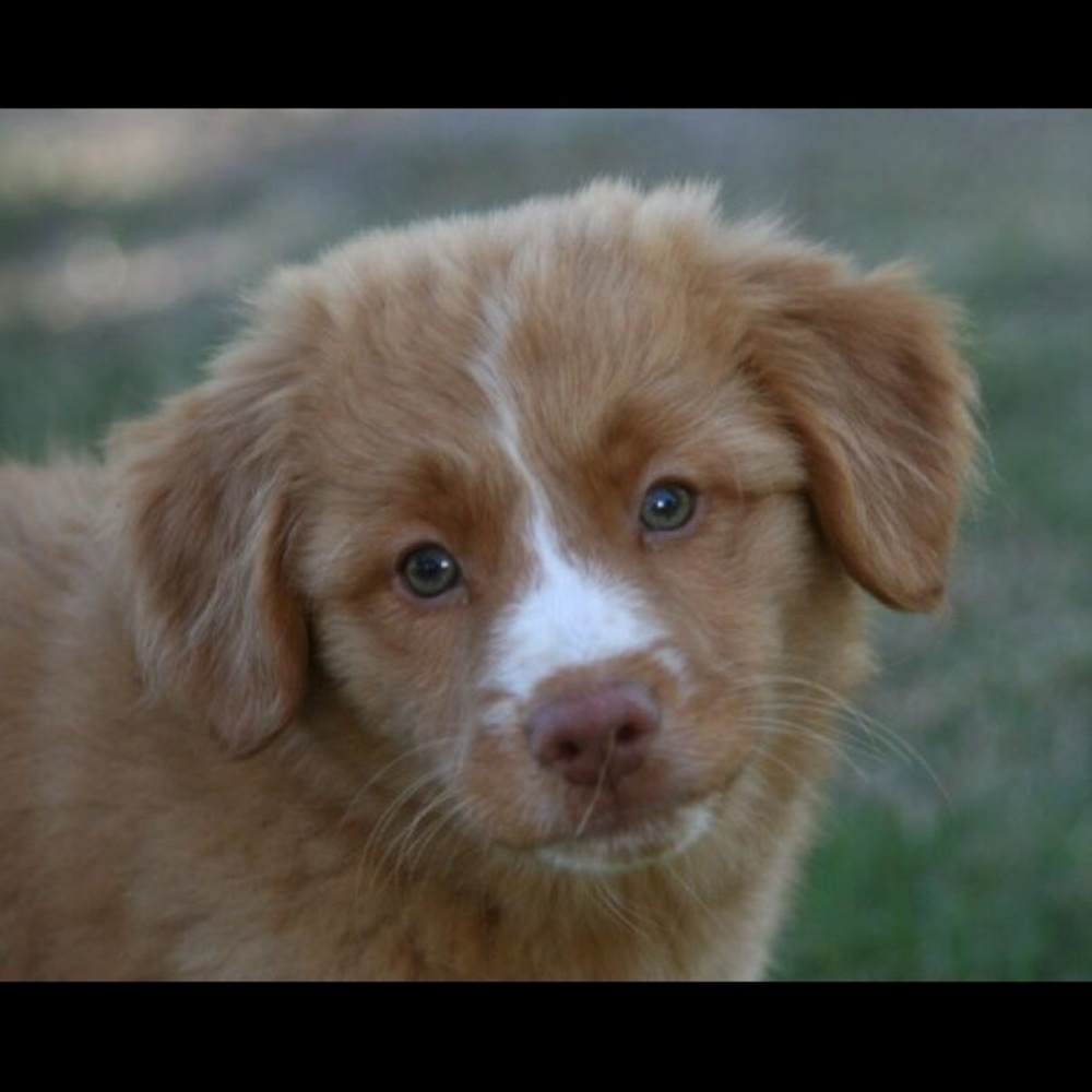 Meet your Posher, Lulu